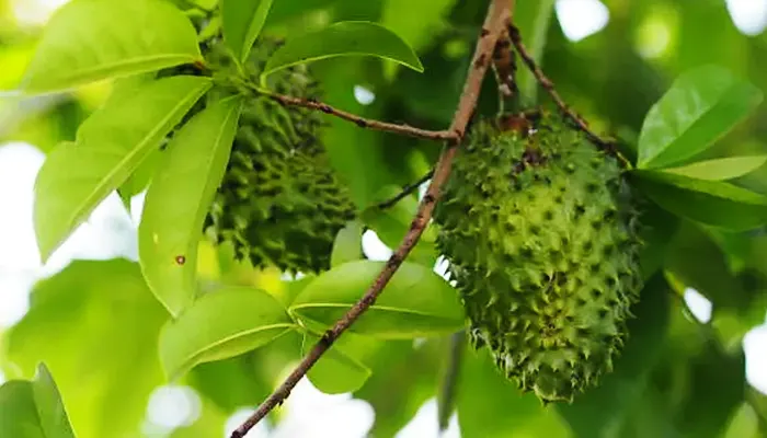 daun sirsak berkhasiat untuk hiperplasia endometrium