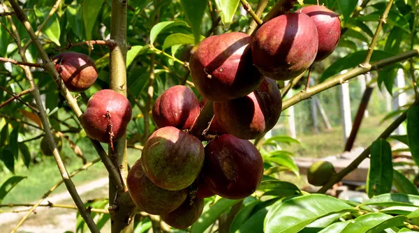 buah mahkota dewa dapat memperbaiki kebocoran jantung