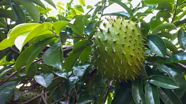 khasiat daun sirsak memperbaiki fungsi ginjal
