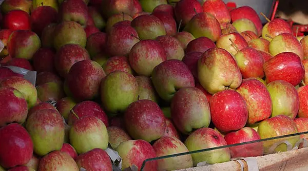 khasiat buah apel buat batu empedu