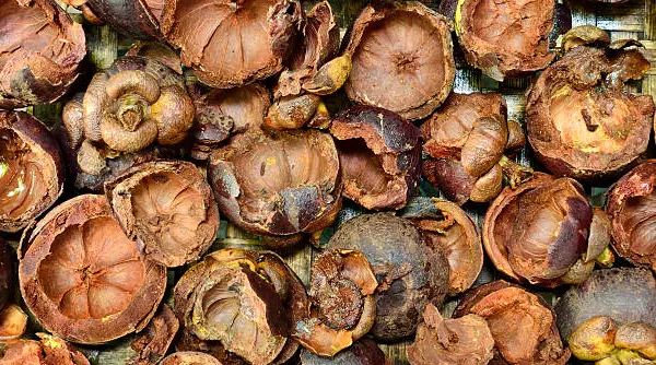 kulit buah manggis untuk batu empedu