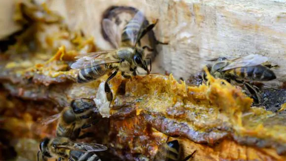 lebah propolis