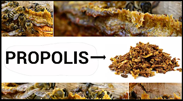 kandungan propolis