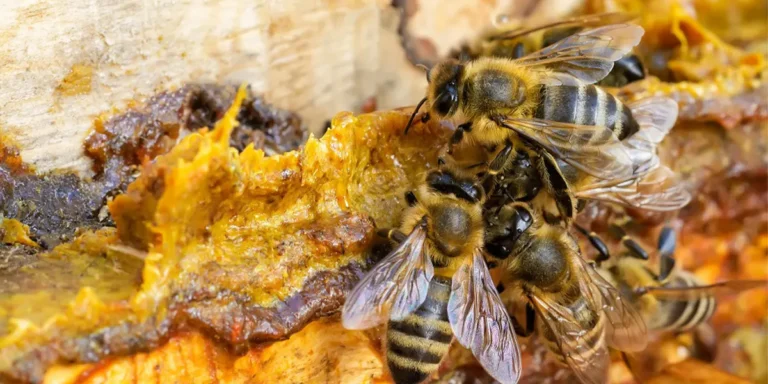 apa itu propolis