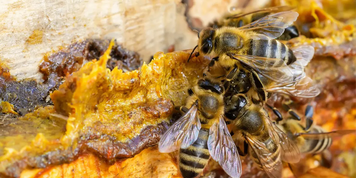 apa itu propolis