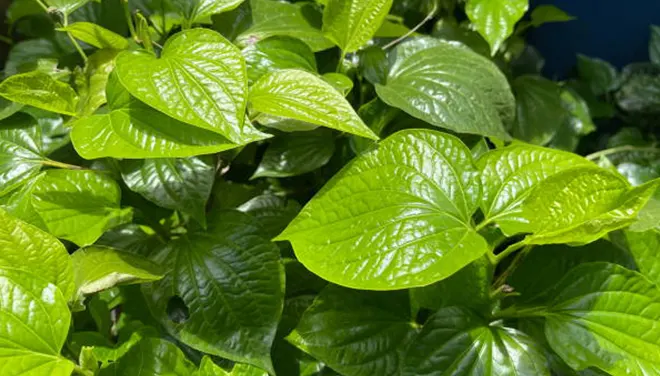 Daun sirih untuk infeksi bagian anus
